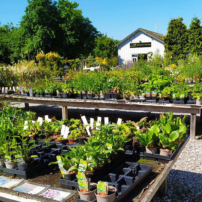 Planteskolen udendørs med staudeborde og facaden