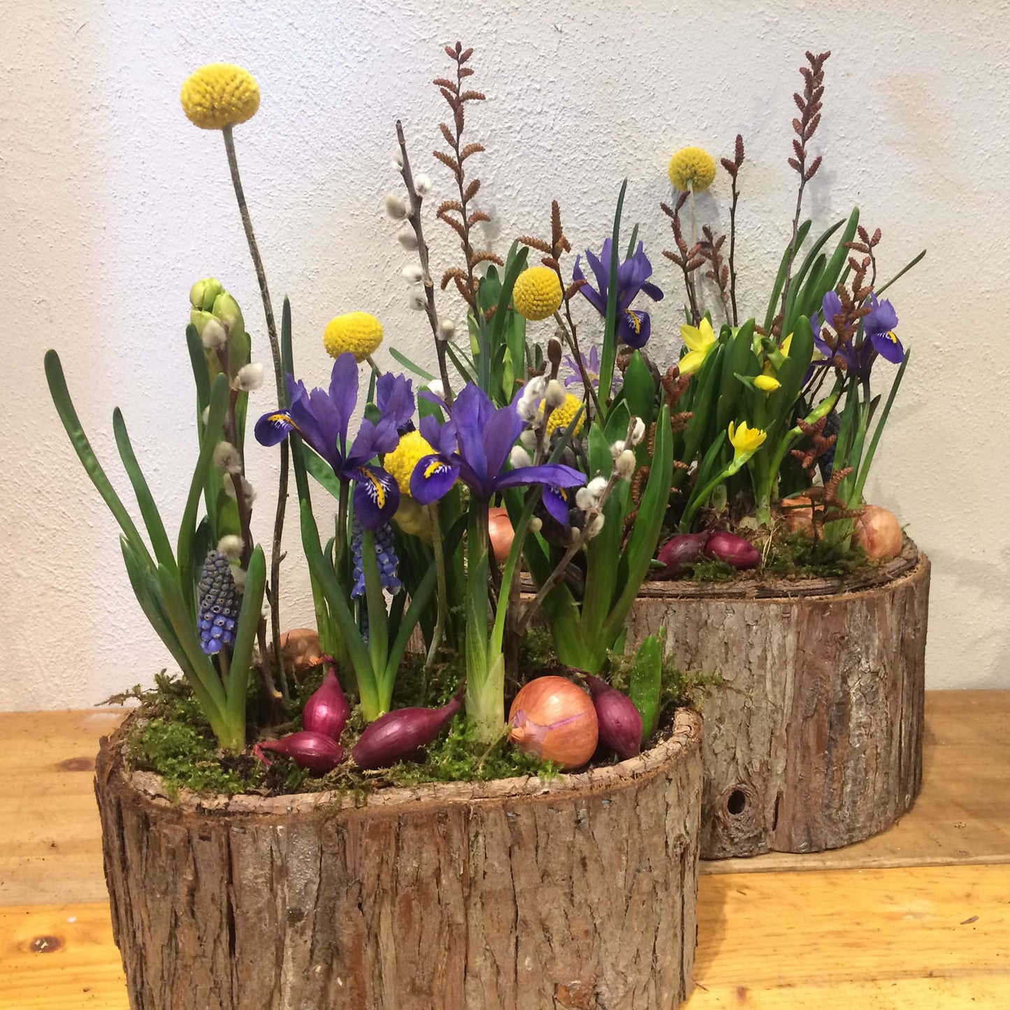 Forårs sammenplantning. Dekoration med planter.