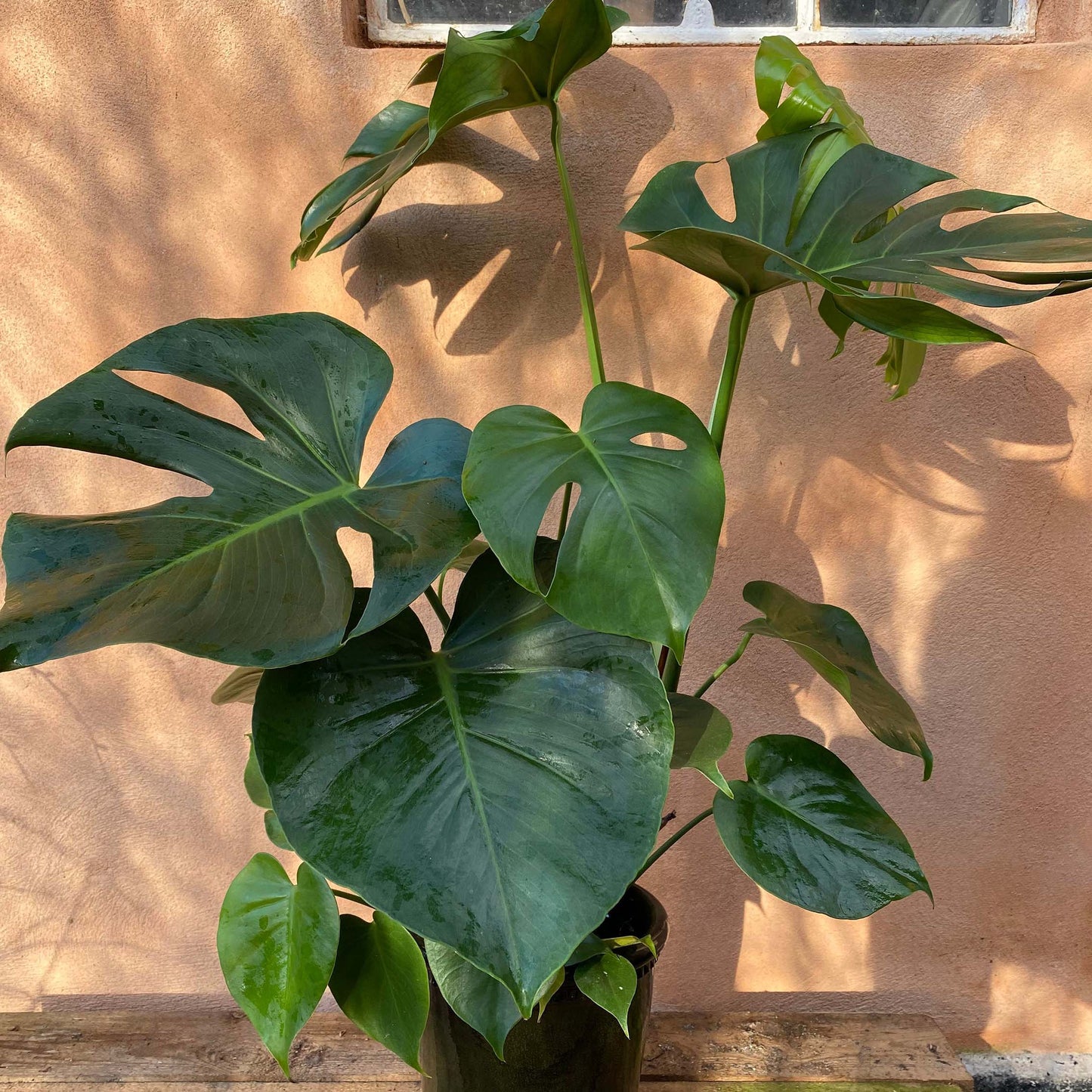 Monstera plante. Stueplante