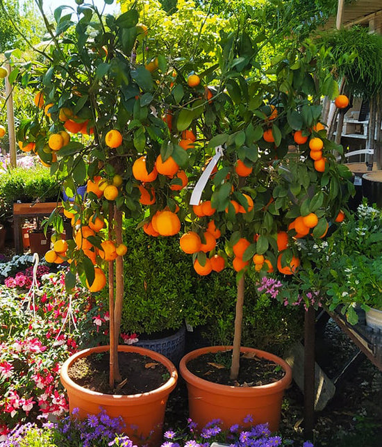 Citrusplante