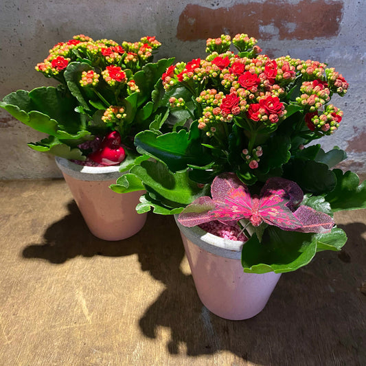 Dekoration med plante, mors dag