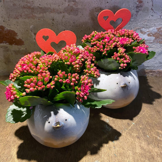 Dekoration med plante, mors dag