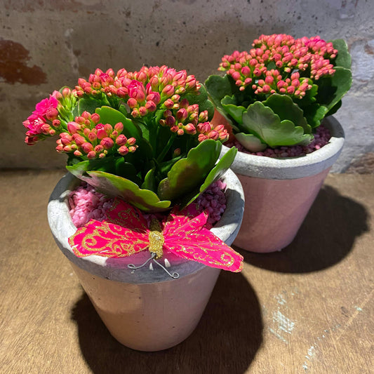 Dekoration med plante, mors dag