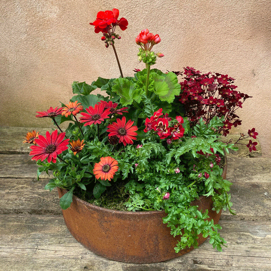 Dekoration med planter