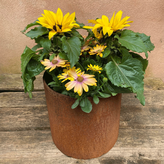 Dekoration med planter