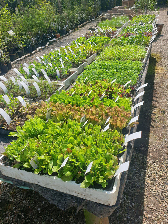 Salat til udplantning
