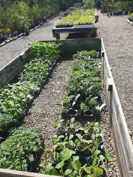 Udplantningsplanter