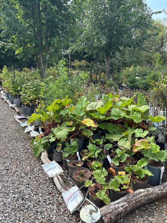 Rabarberplanter