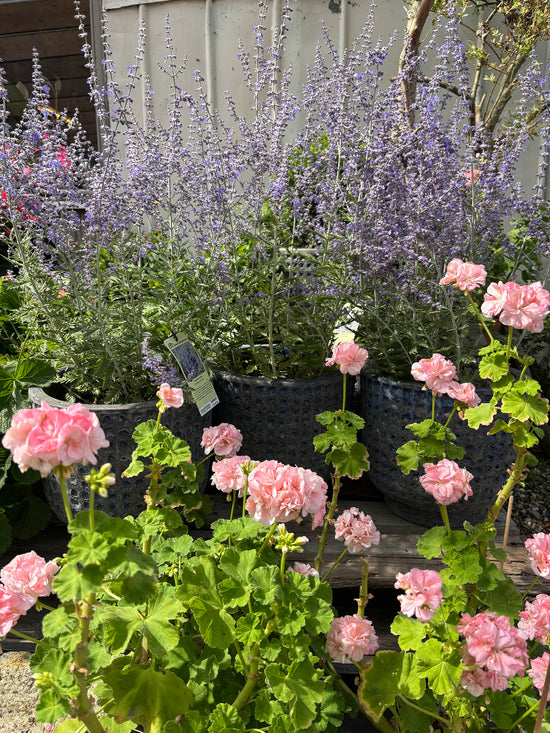 Pelargonie og perovskia