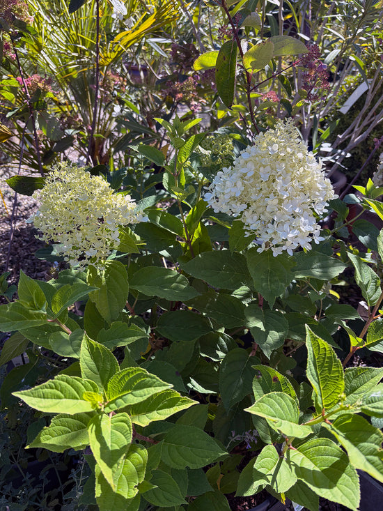 Syrenhortensia