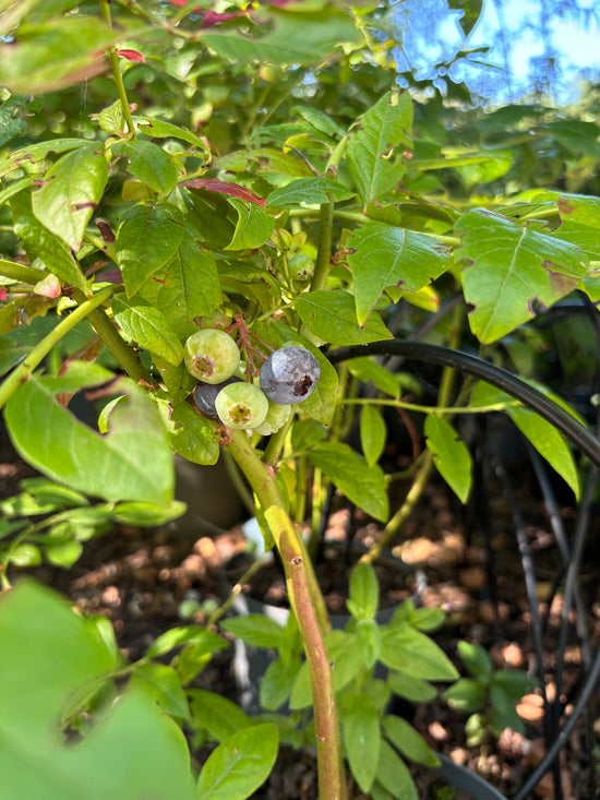 Blåbærplante med bær