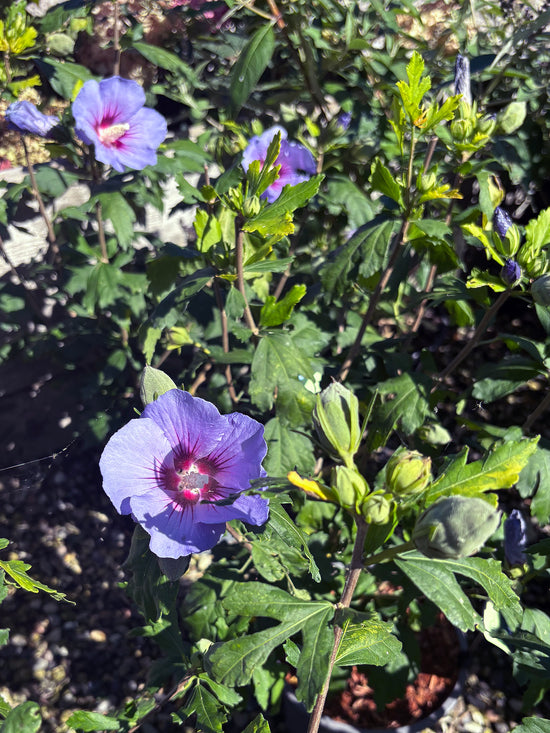 Blålilla syrisk rose/hibiscus