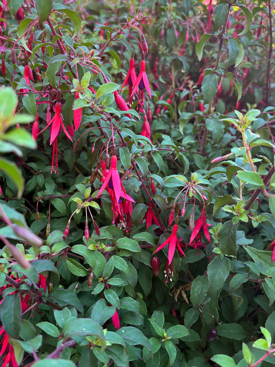 Havefuksia