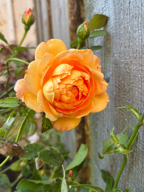 Orange haverose