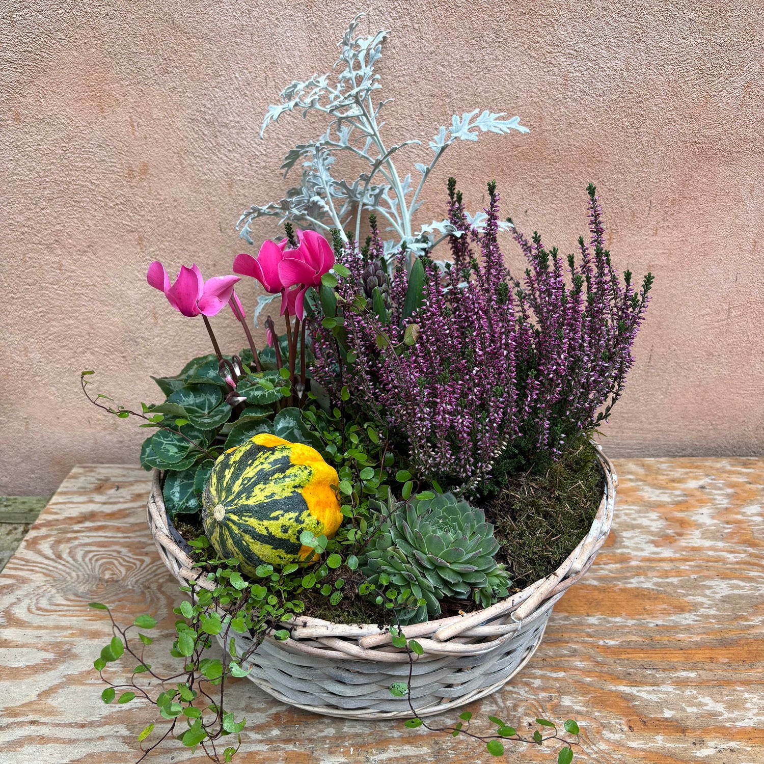 Dekoration med planter