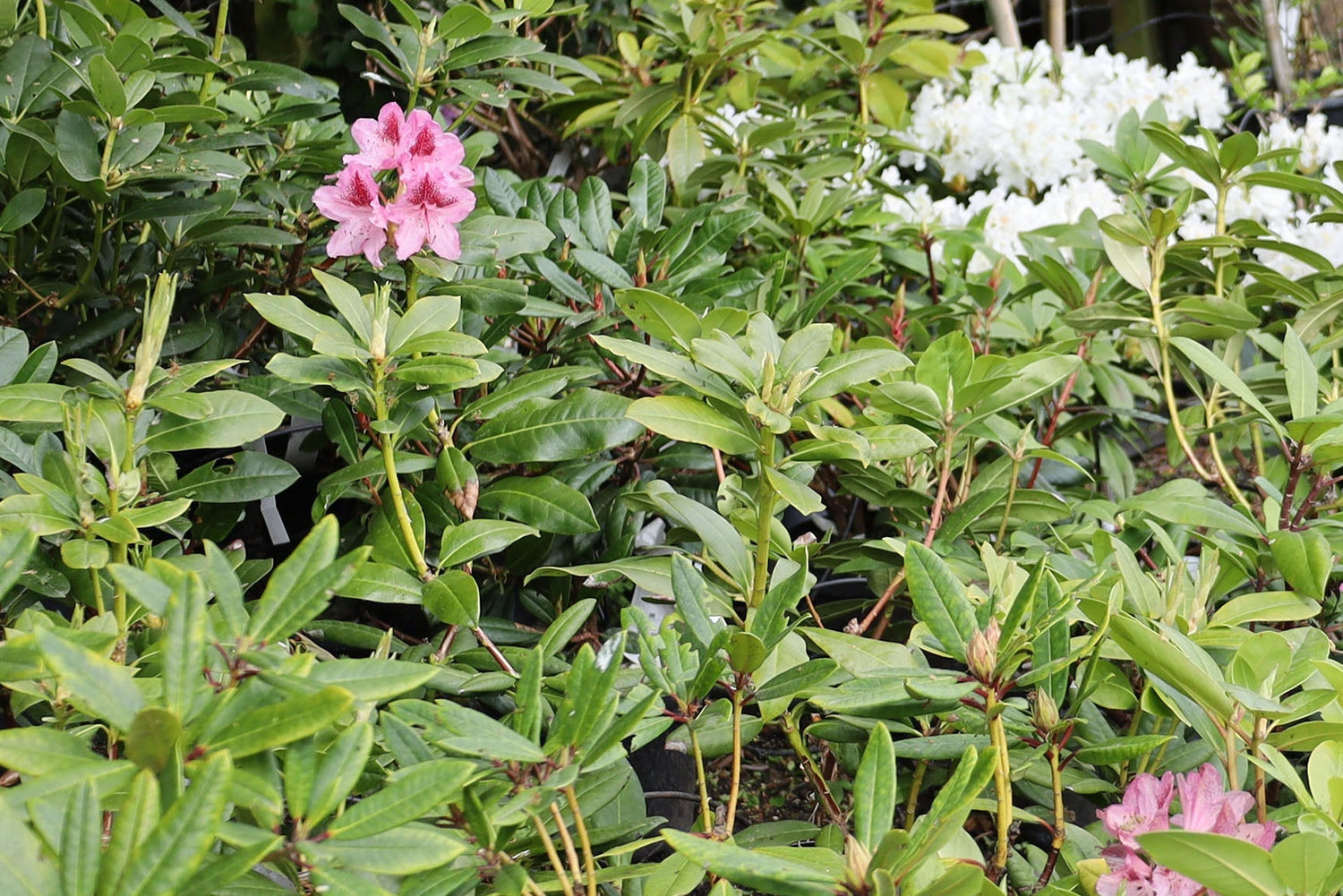 Rhododendron i blomst