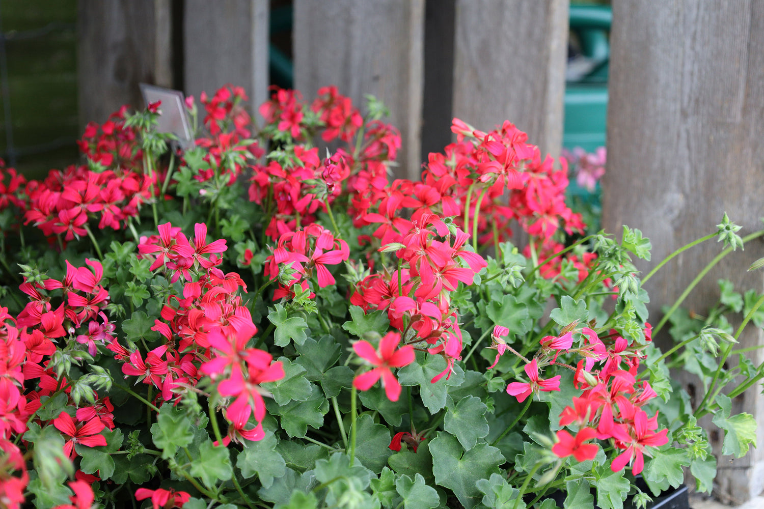 Tyrolpelargonie