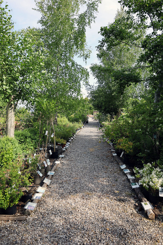 Buske på planteskolen