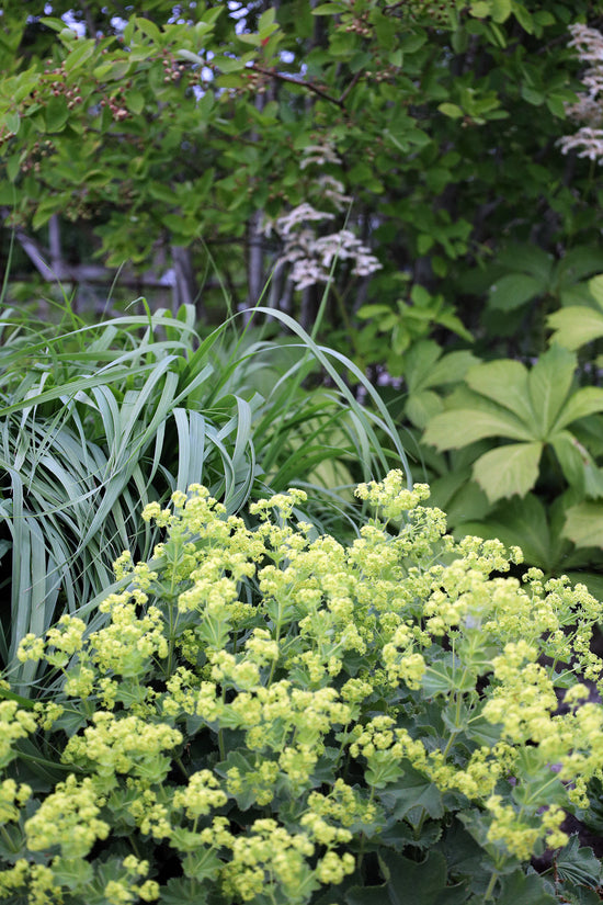 Løvefod alchemilla mollis