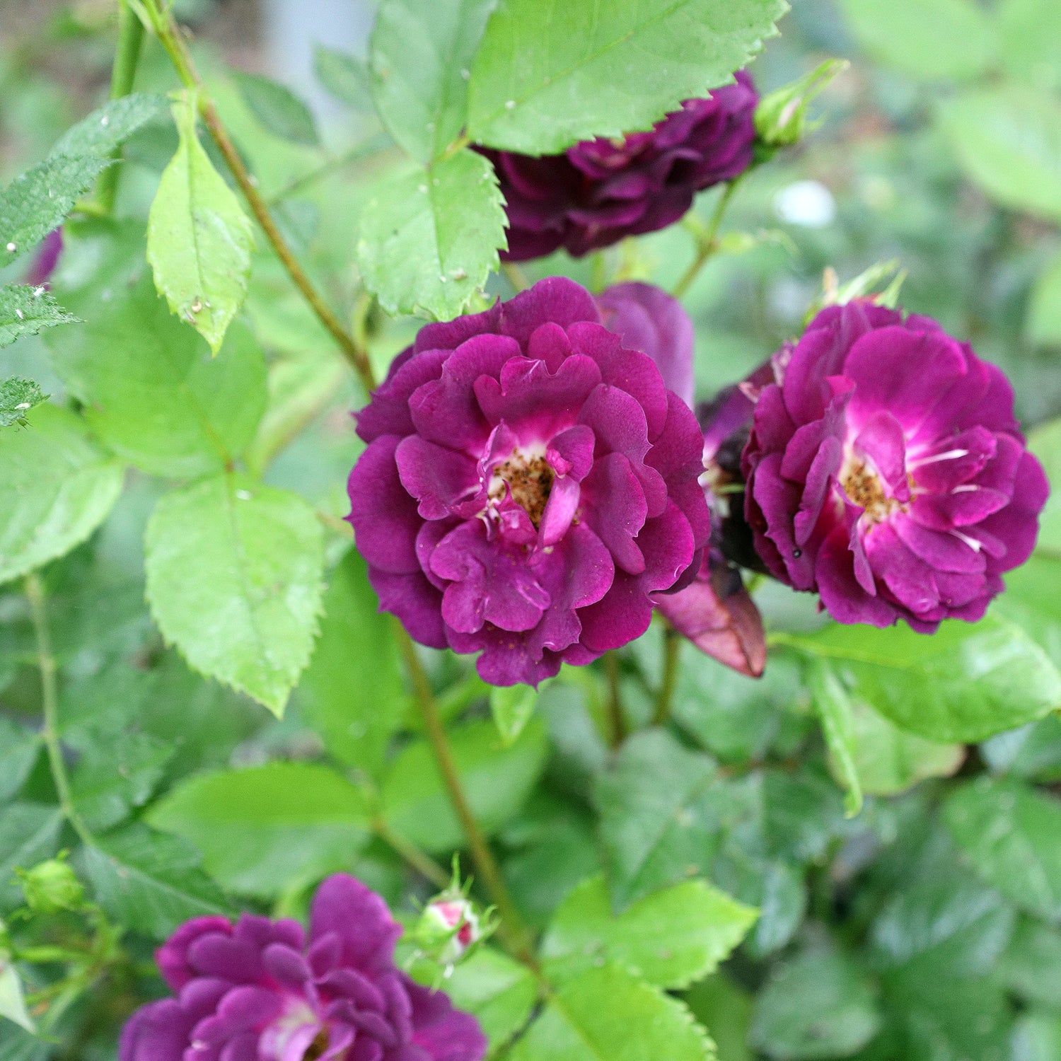 Rose midnight blue