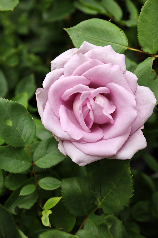 Rose blue moon