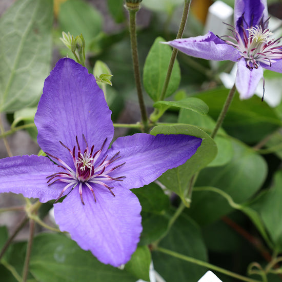 Blålilla klematis