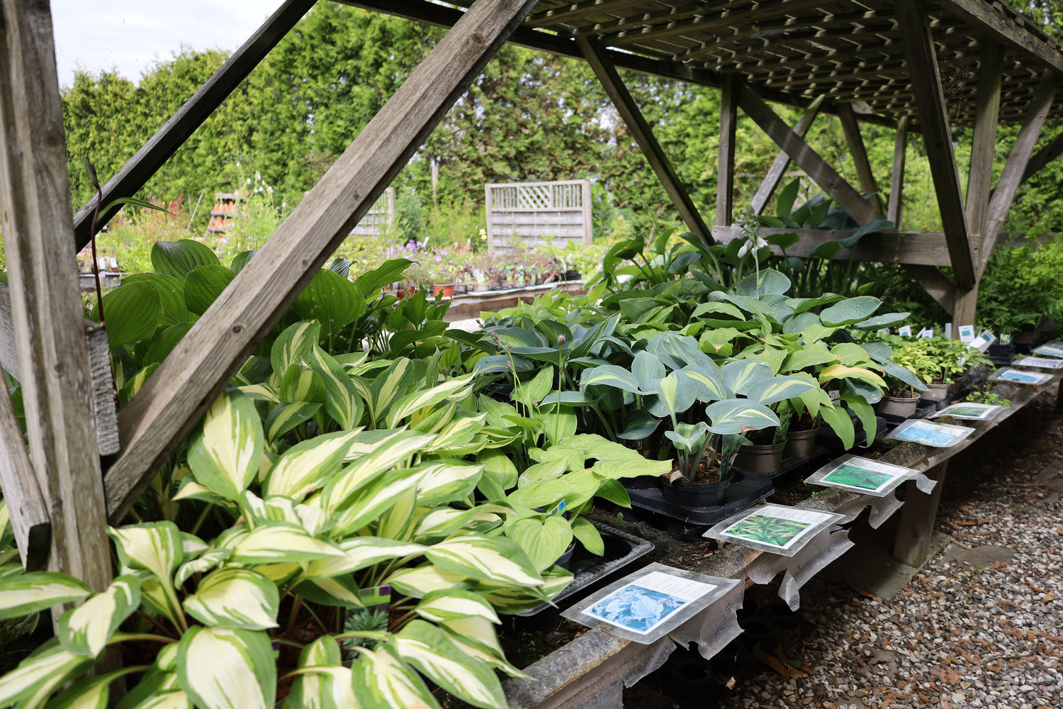 Hosta
