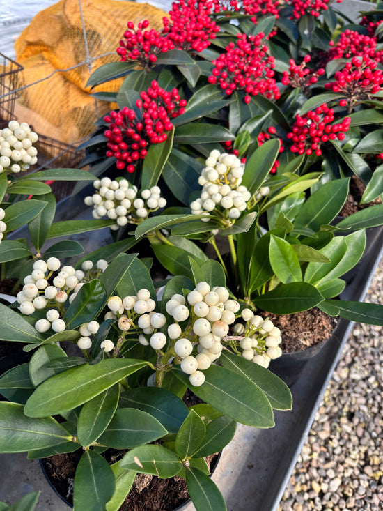 Skimmia