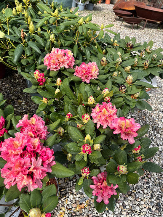 Rød rhododendron