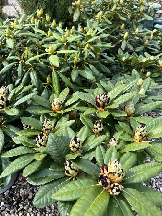 Lilla rhododendron
