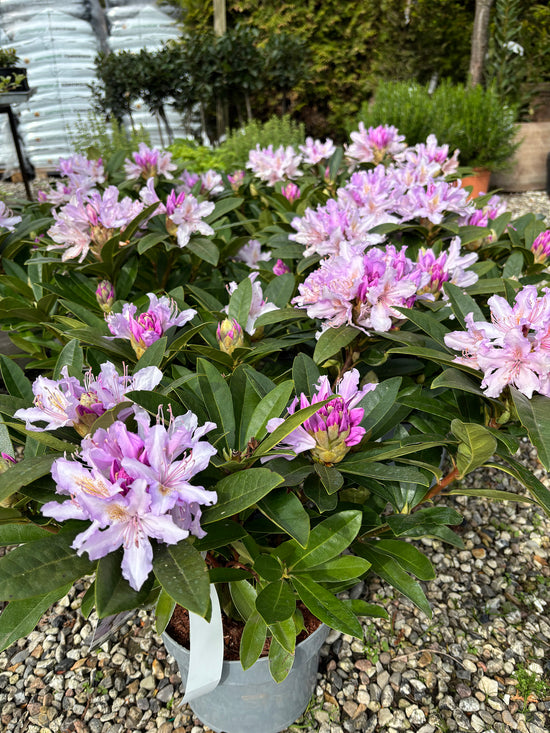 Lyslilla rhododendron