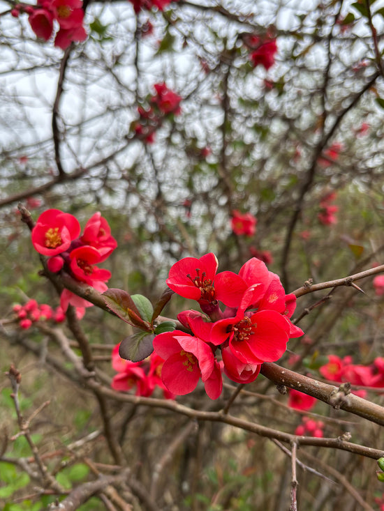 Japansk kvæde i blomst