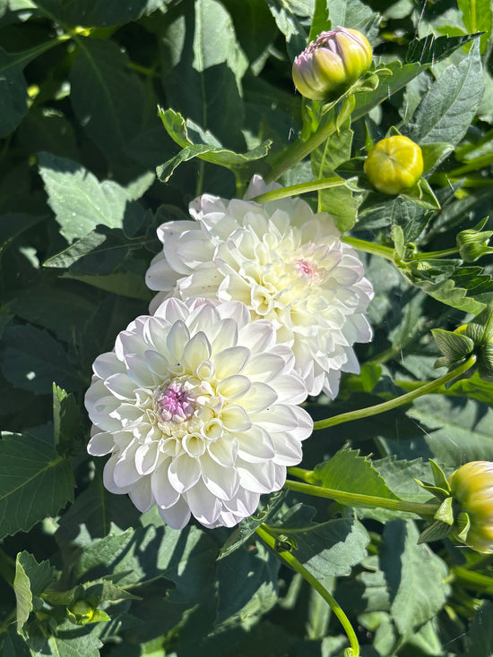 Dahlia (georgine) i blomst