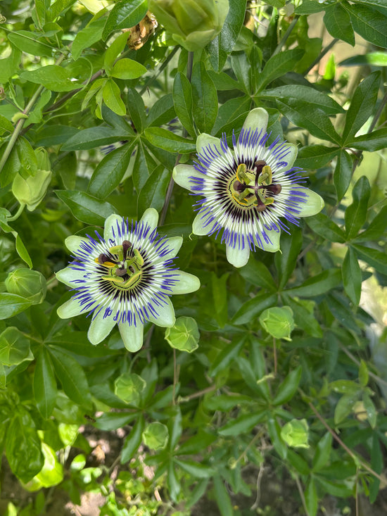 Passionsblomst i drivhus