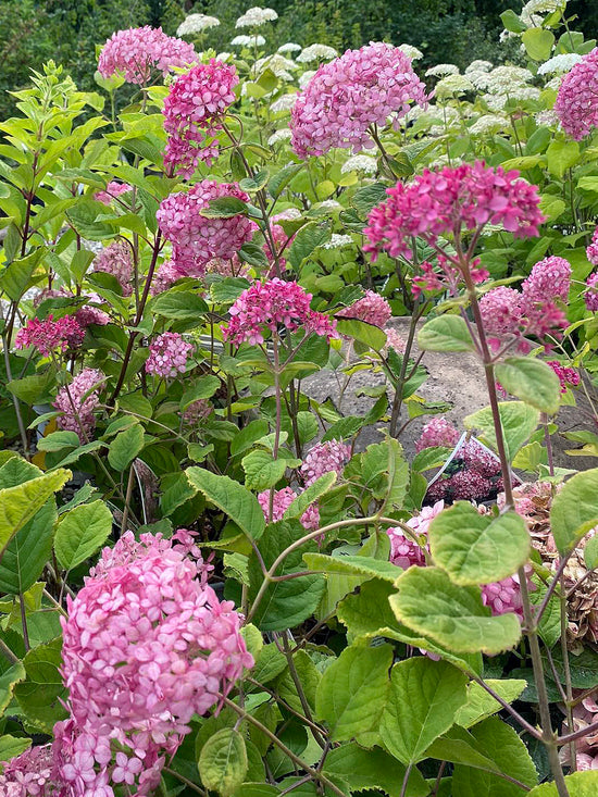 Rosa hortensia