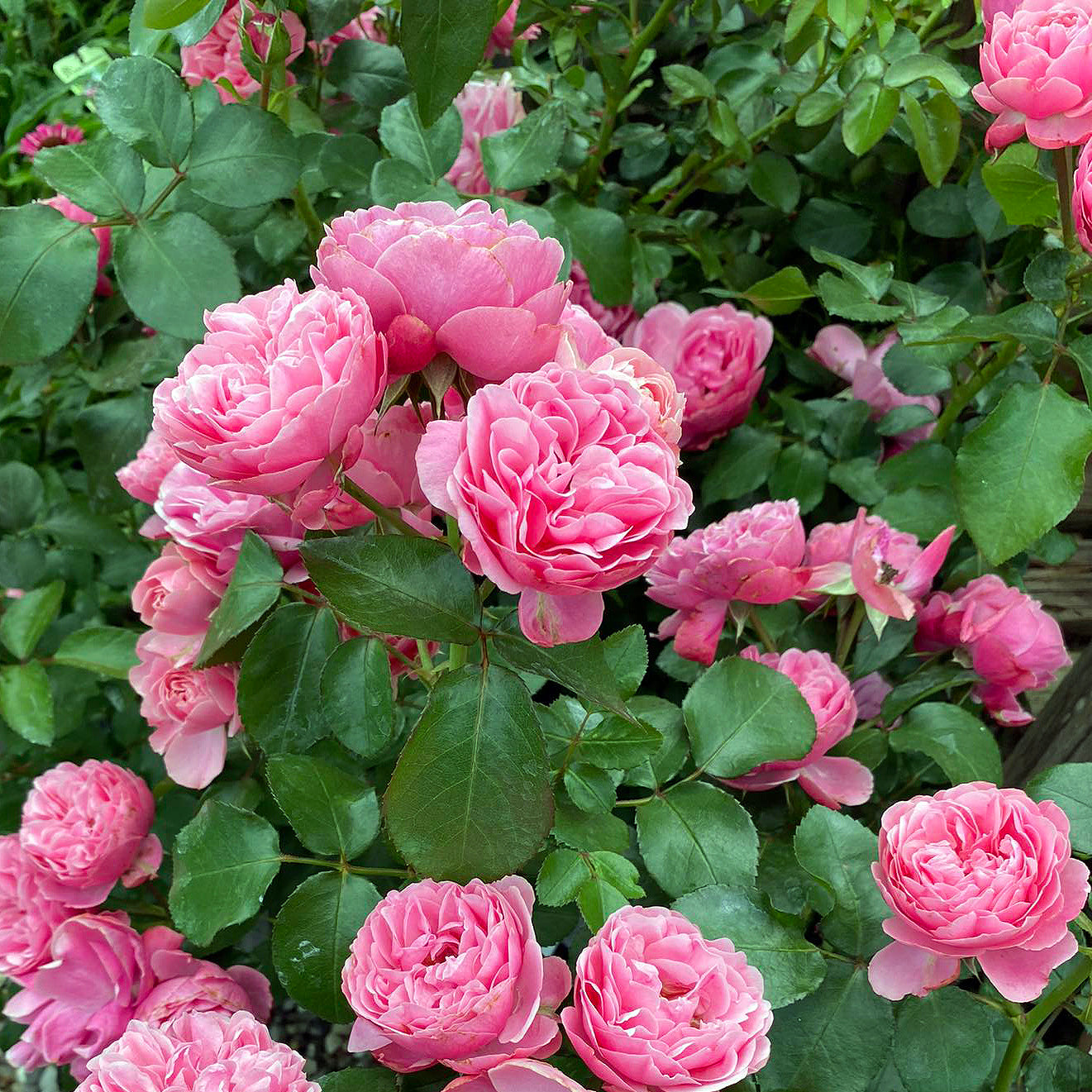 Lyserød rosa