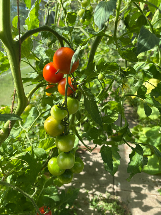 Tomatplante i drivhus