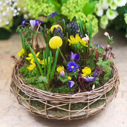 Forårs sammenplantning. Dekoration med planter.