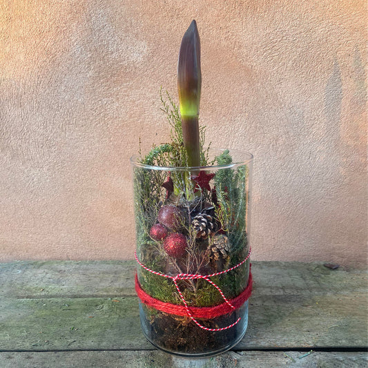 Amaryllis i glas med pynt