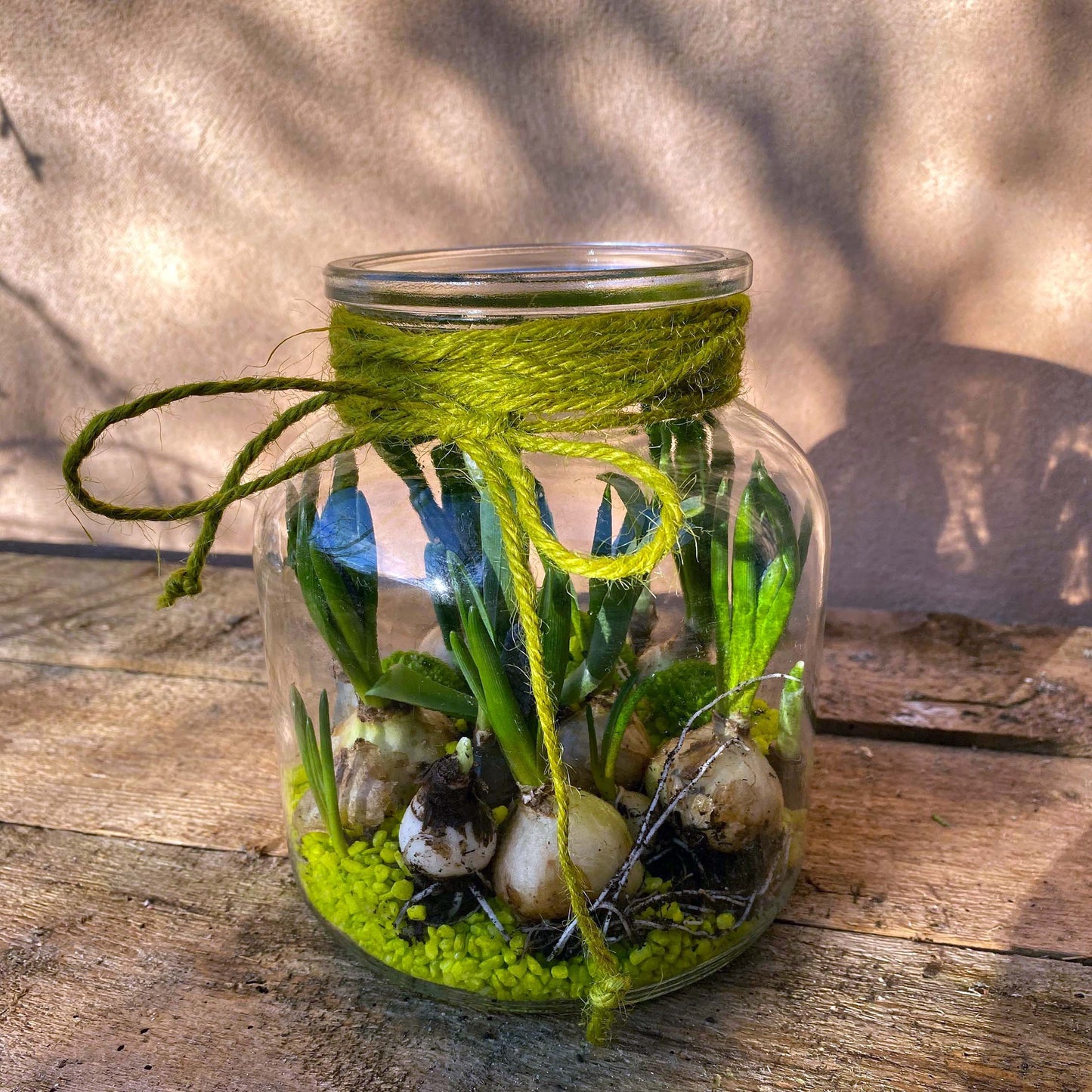 Forårsdekoration. Glas med løgplanter