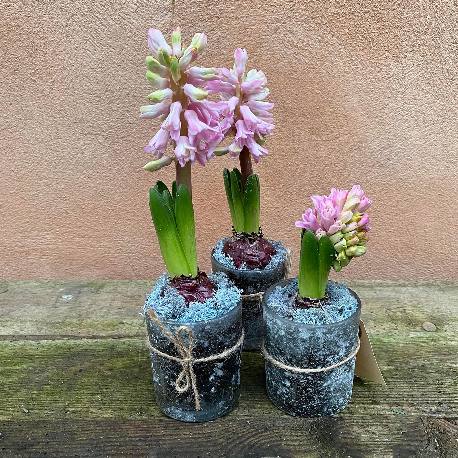 Dekoration med lyserød hyacint