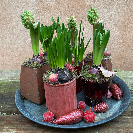 Dekoration med hyacint