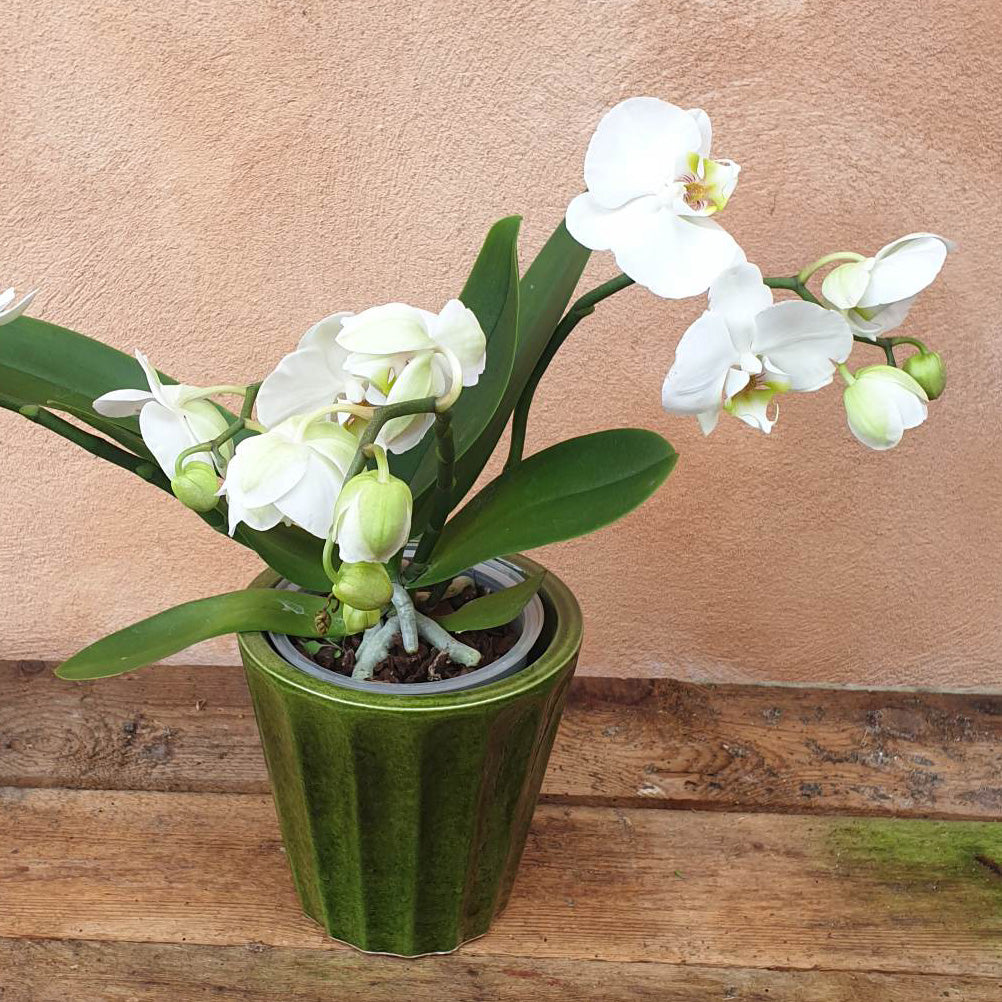 Hvid orkidé i skjuler