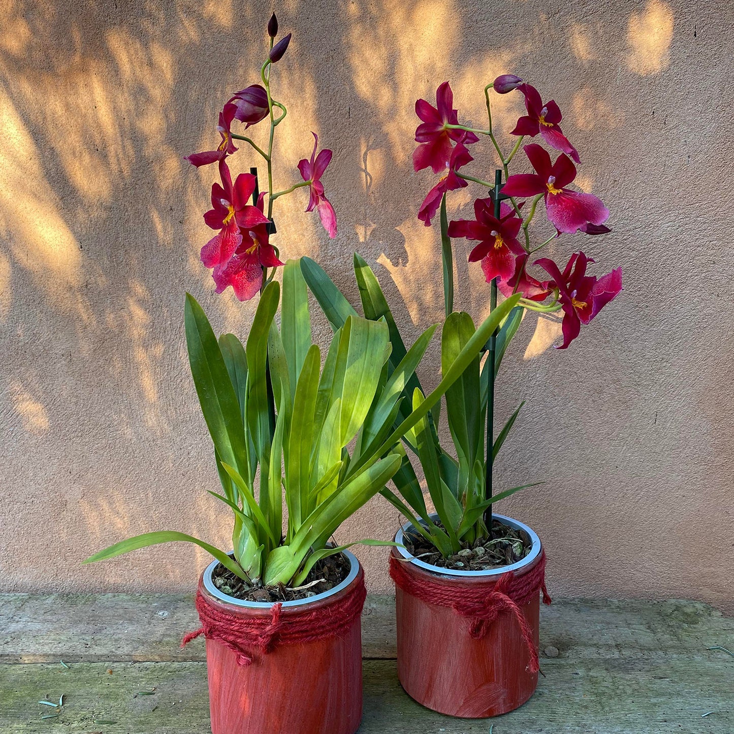 Rød orkidé i skjuler